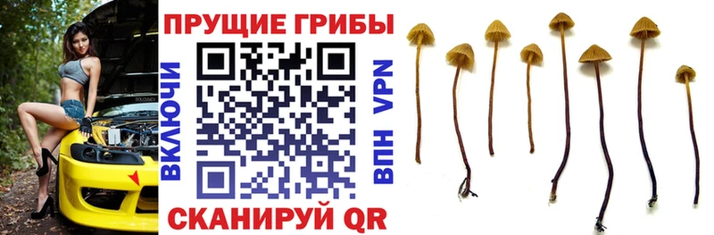 Галлюциногенные грибы прущие грибы  Купить закладки  Тырныауз 